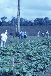 Peoples Temple Members Working in Fields, Jonestown, Guyana