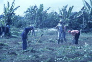 Peoples Temple Members Working in Fields, Jonestown, Guyana