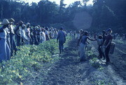 Peoples Temple Members Working in Water Brigade To Irrigate Crops, Jonestown, Guyana