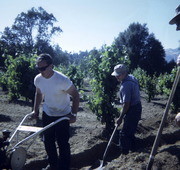 Peoples Temple Members Working in Vineyard, Redwood Valley, California