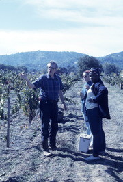 Peoples Temple Members Working in Vineyard, Redwood Valley, California