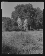 Olson Negatives, Box 010: Image 0109