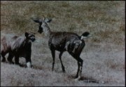 Cougar and Deer