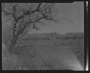 Olson Negatives, Box 010: Image 0229