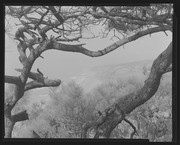 Olson Negatives, Box 010: Image 0346