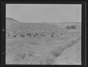 Olson Negatives, Box 010: Image 0167