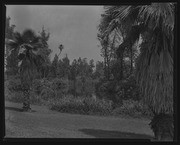 Olson Negatives, Box 010: Image 0104 (a)