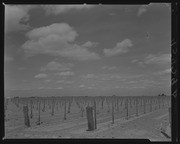 Olson Negatives, Box 009: Image 0261