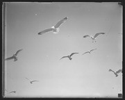 Olson Negatives, Box 002: Image 0027