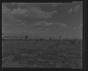 Olson Negatives, Box 010: Image 0277