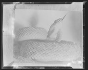 Olson Negatives, Box 003: Image 0062