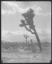 Olson Negatives, Box 002: Image 0095