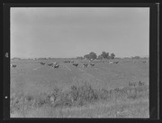 Olson Negatives, Box 010: Image 0171