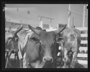 Olson Negatives, Box 008: Image 0006