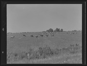 Olson Negatives, Box 010: Image 0172