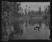 Olson Negatives, Box 010: Image 0105