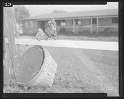 Olson Negatives, Box 003: Image 0068