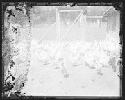 Olson Negatives, Box 003: Image 0041