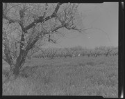 Olson Negatives, Box 010: Image 0230 (a)