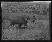 Olson Negatives, Box 007: Image 0035