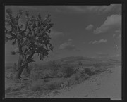 Olson Negatives, Box 010: Image 0275