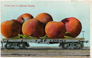 [Railroad freight car filled with giant peaches]