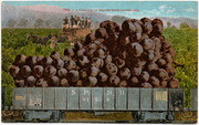 [Railroad freight car filled with grapes]