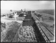 [Livestock being transported to market]