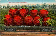 [Railroad freight car filled with gigantic strawberries]