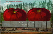 [Railroad freight car filled with giant tomatoes]