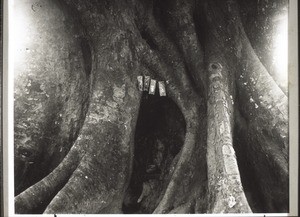 A spirit is venerated in a hollow tree
