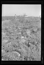 Sacks of produce in field, California Labor School