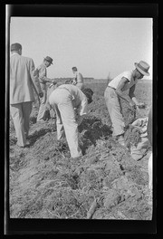 Men picking vegetables in field, California Labor School