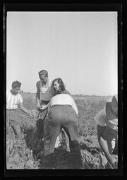 People picking vegetables in field, California Labor School