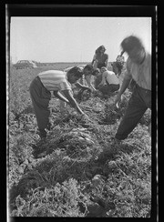 People picking vegetables in field, California Labor School