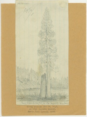 Trees - Young Sequoia, 200 Feet High, On Edge of Sequoia Meadow, North Fork Kaweah, 1875