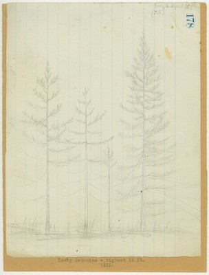 Trees - Young Sequoias, Highest 15 Feet, 1875