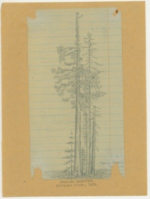 Trees - Sequoia Scorched, Mariposa Grove, 1875