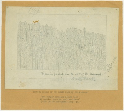 Trees - Sequoia Forest on the North Fork of the Kaweah