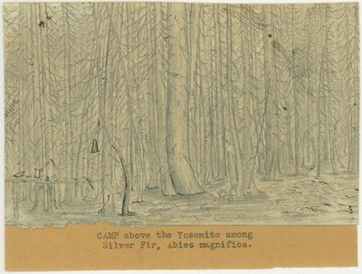 Trees - Camp Fire Above the Yosemite Among Silver Fir, Abies Magnifica