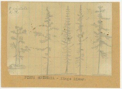 Trees - Pinus Aristata, Kings River