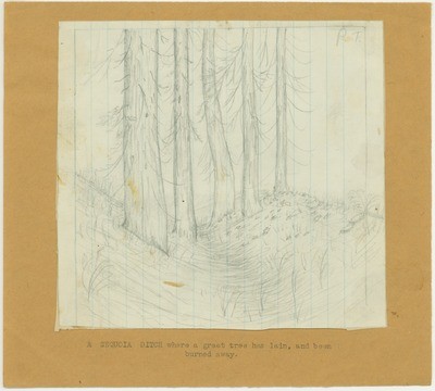 Trees - A Sequoia Ditch Where the Great Tree Has Lain, and Been Burned Away