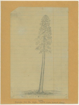 Trees - Sequoia, 250 Feet High, North Fork Kaweah River, 1875