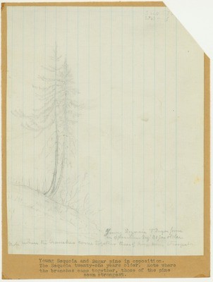 Trees - Young Sequoia and Sugar Pine in Opposition