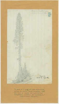 Trees - Sequoia, 250 Feet High, 15 Feet Diameter