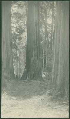 John Muir at Big Basin, California