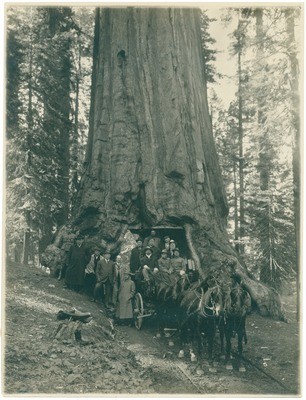 John Muir (second from right) and President William Howard Taft (sixth from right) with unidentified group at Wawona Tree, Yosemite National Park, California