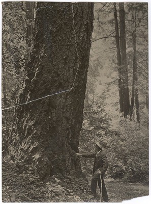 John Muir at (Senator William) Kent tree, Muir Woods, California