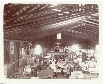 Old Mission citrus packers in the packing house at Santa Ysabel ranch