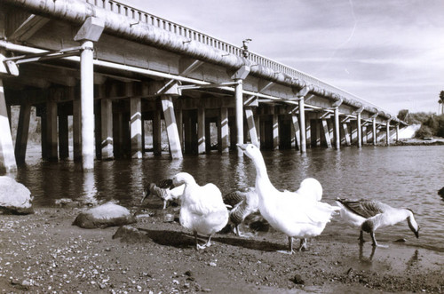 Ducks at Cross Creek Bridge, 1993